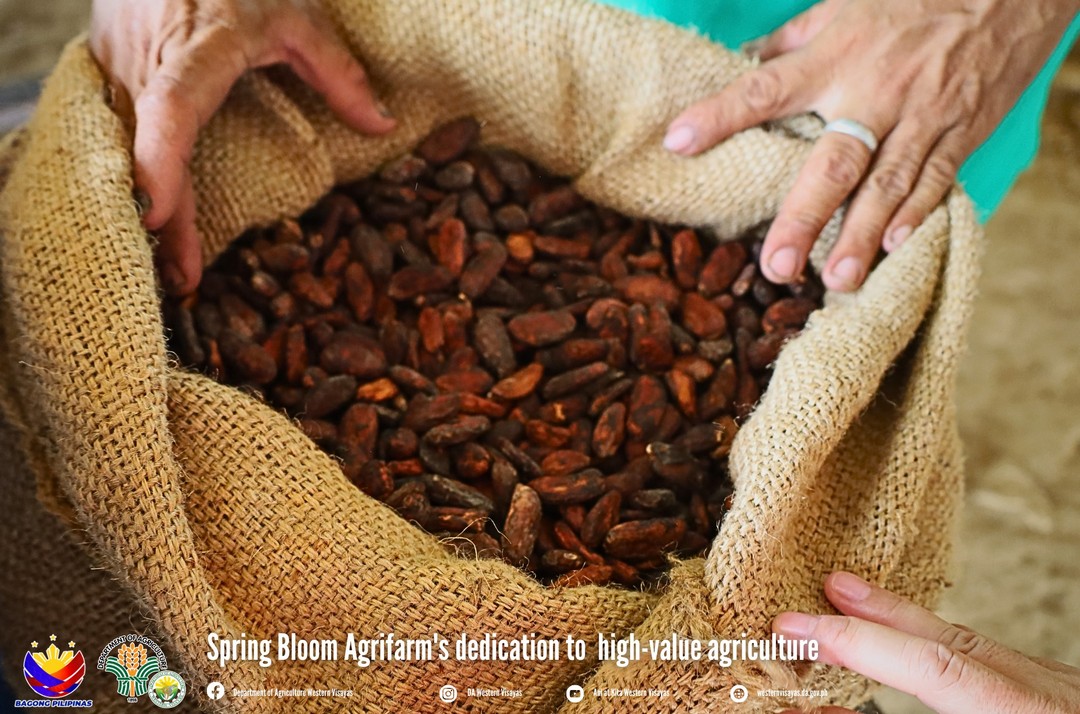 cacao seeds at spring bloom farm